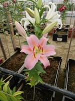 [4352 Catcher VWS No01.JPG]